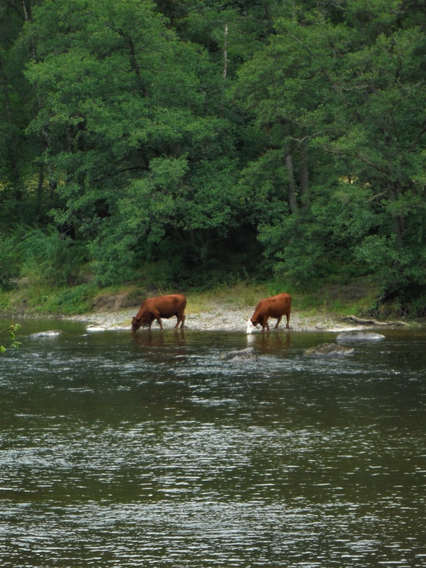 Ty Newydd cattle
